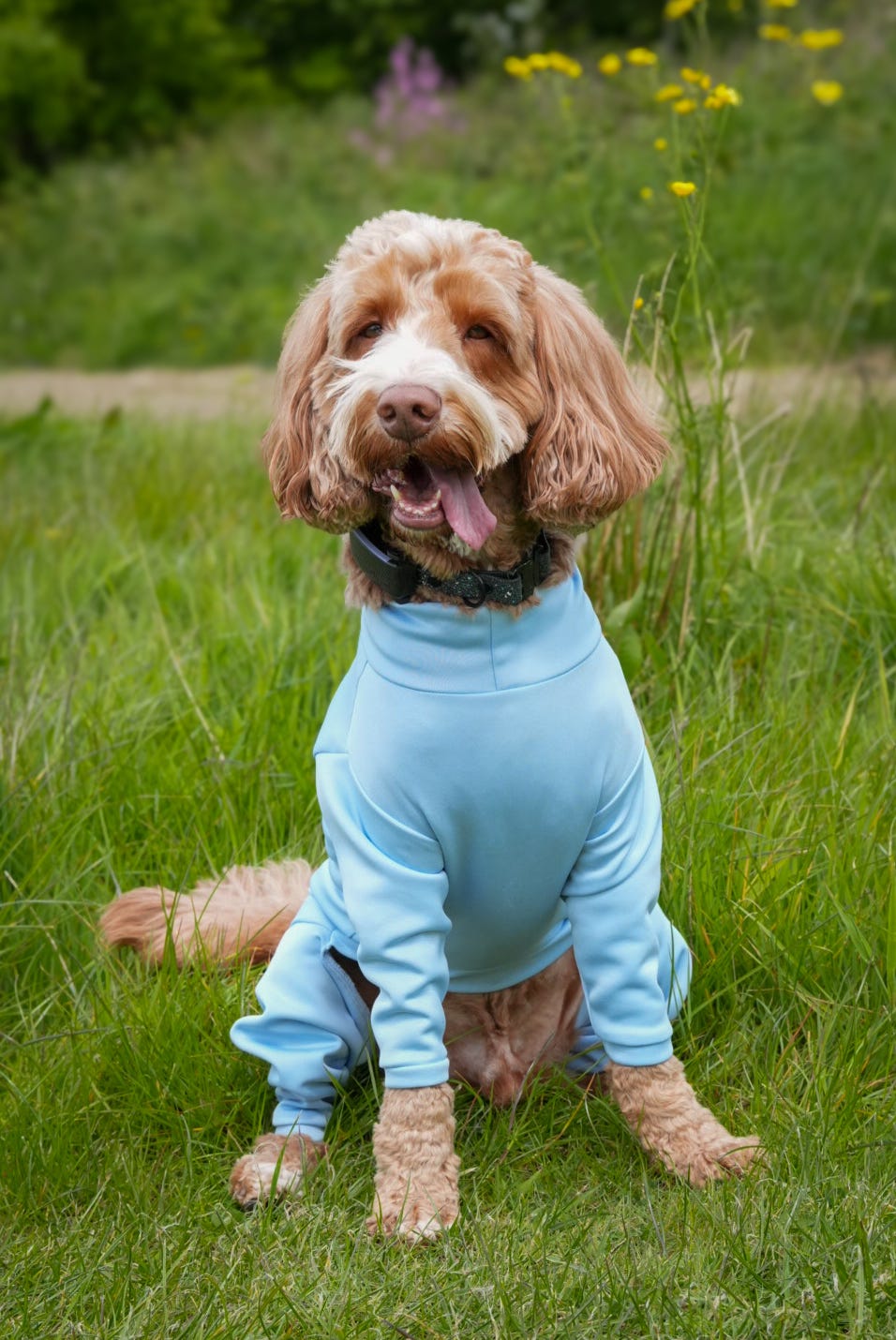 Ready To Ship | Summer Suit | Four Legged - Sky Blue