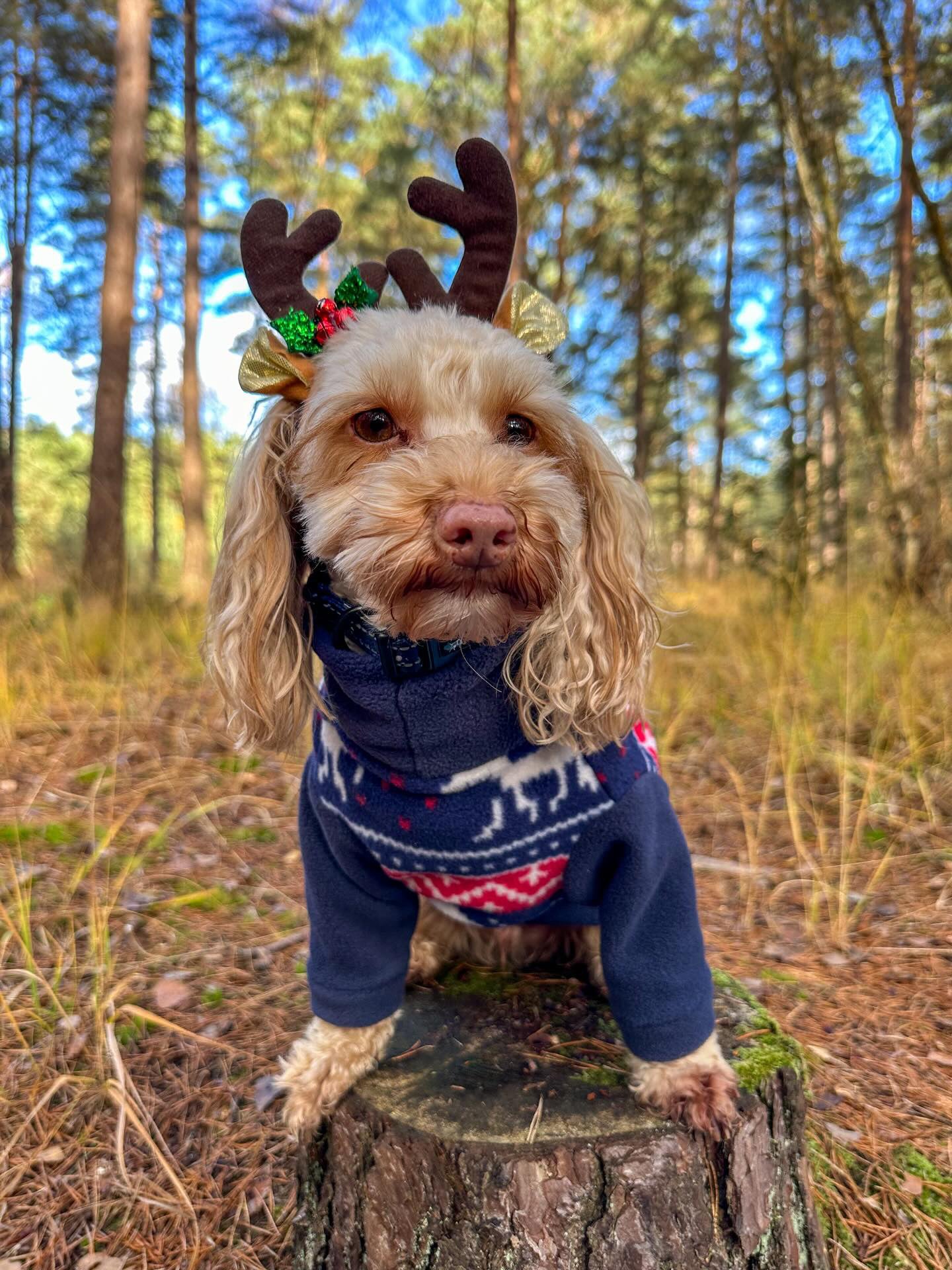 Cockapoo wearing navy christmas fleece