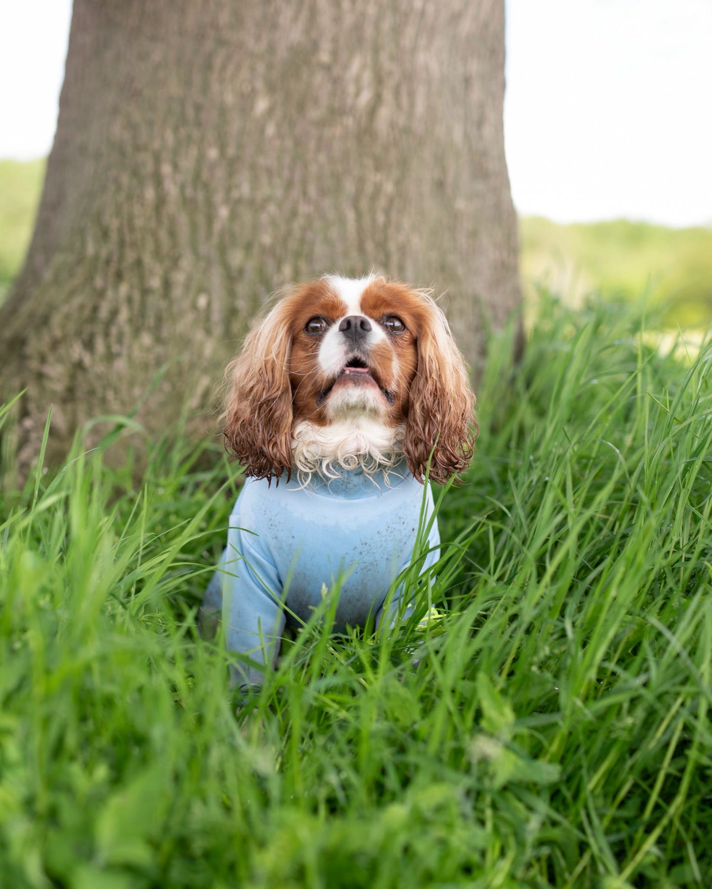 Ready To Ship | Summer Suit | Four Legged - Sky Blue