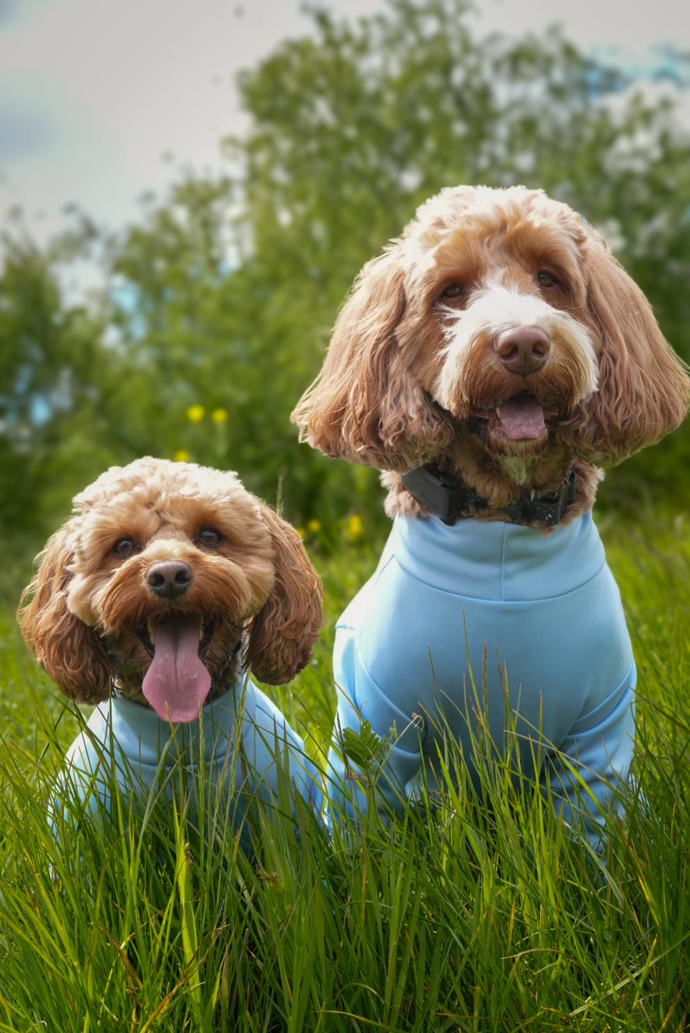 Ready To Ship | Summer Suit | Four Legged - Sky Blue