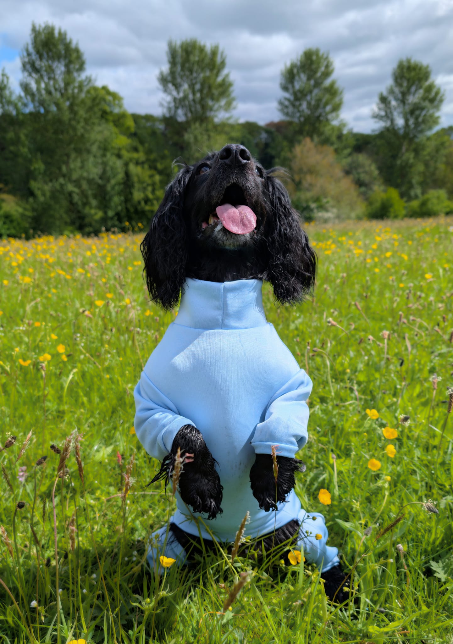 Ready To Ship | Summer Suit | Four Legged - Sky Blue