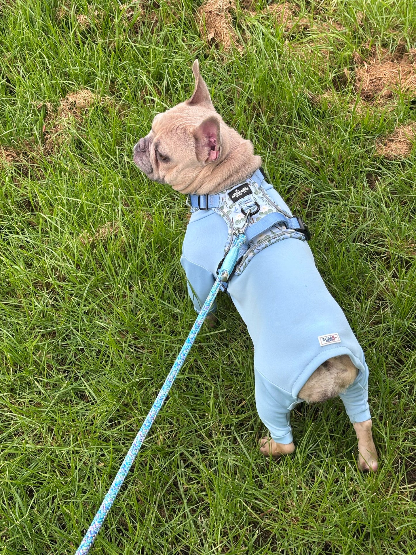 Ready To Ship | Summer Suit | Four Legged - Sky Blue