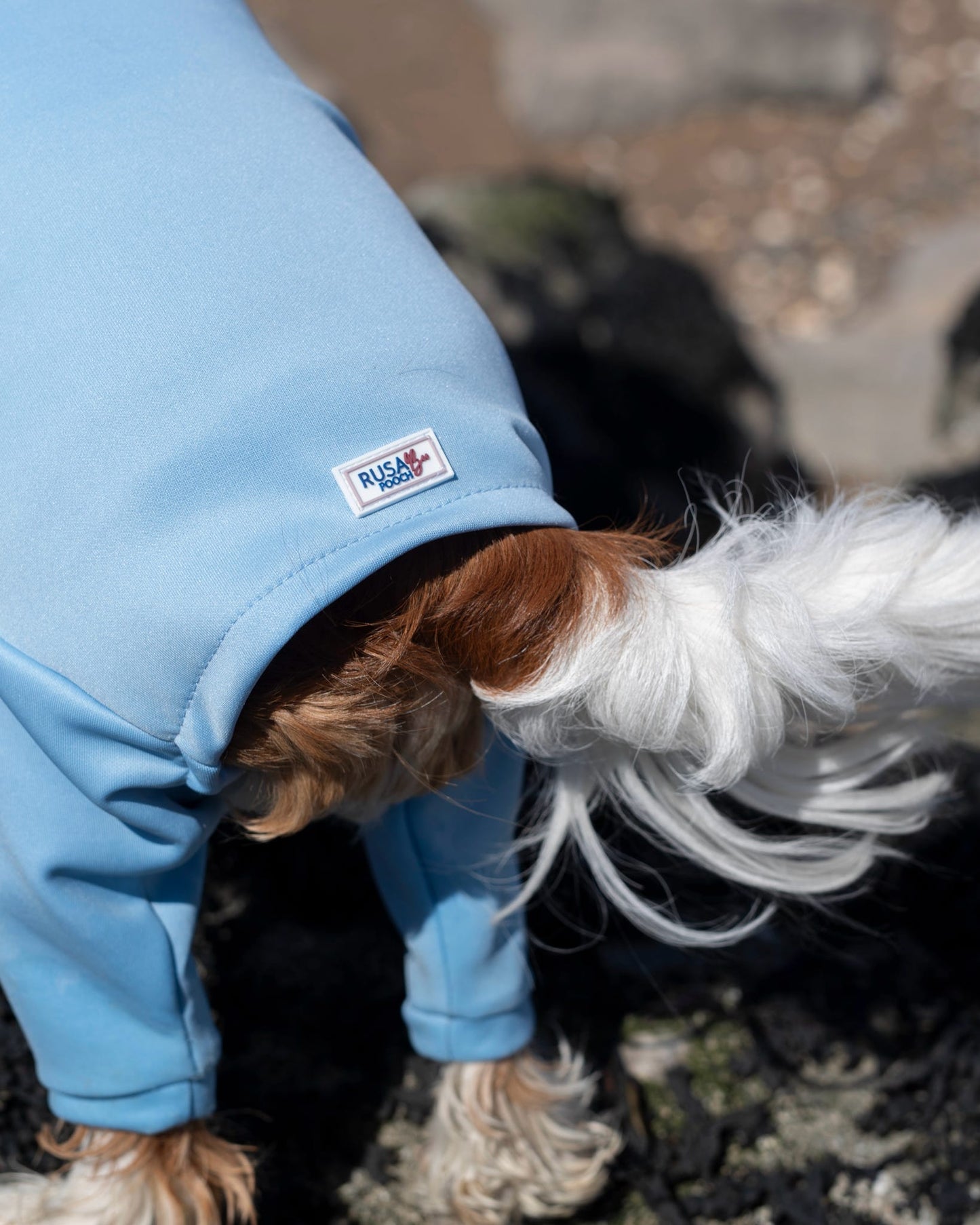 Ready To Ship | Summer Suit | Four Legged - Sky Blue