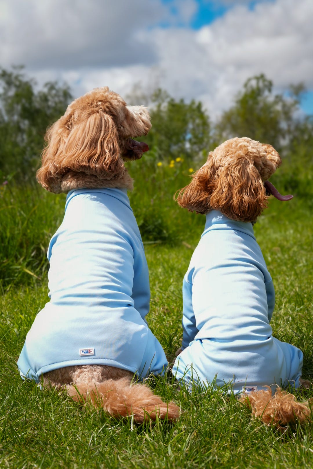 Ready To Ship | Summer Suit | Four Legged - Sky Blue