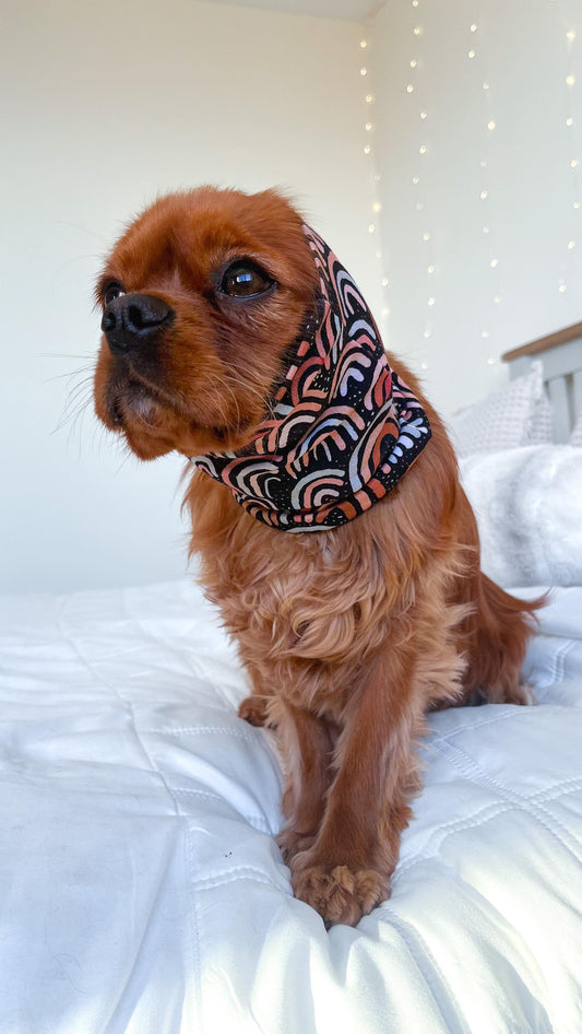 Cavalier wearing black rainbow food snood