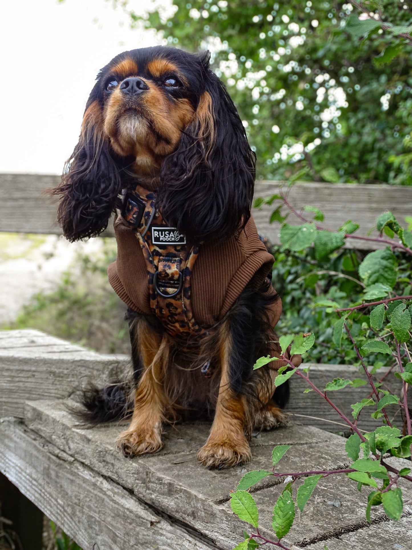 Ready To Ship | Adventure Approved Harness - Savanna