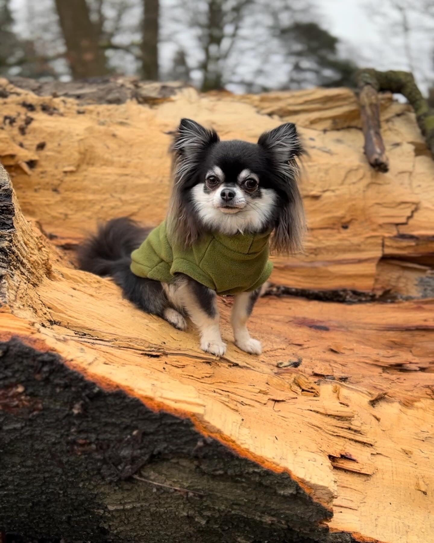 Chihuahua wearing olive green tankie fleece