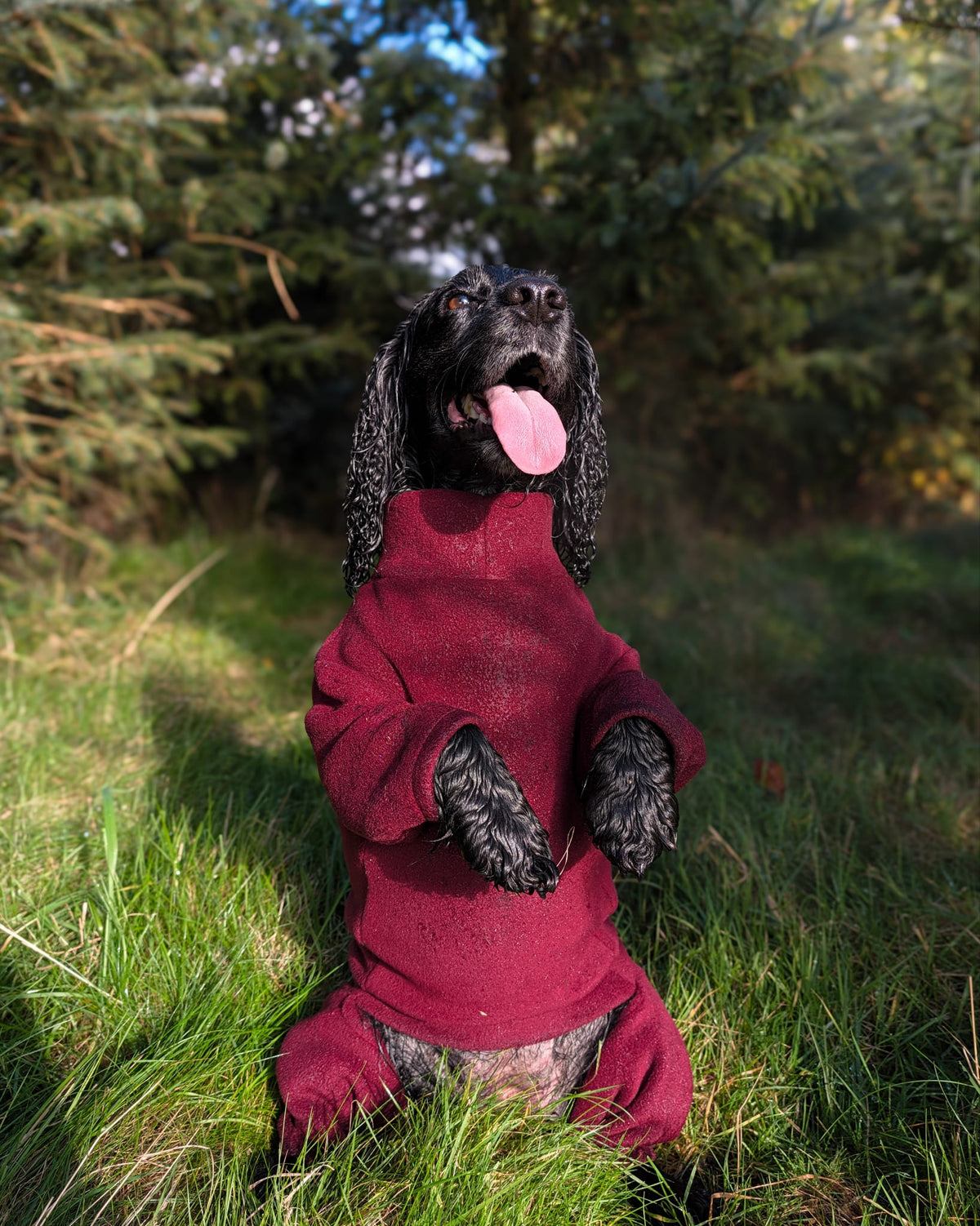 Ready To Ship | Polar Fleece | Four Legged - Wine Red