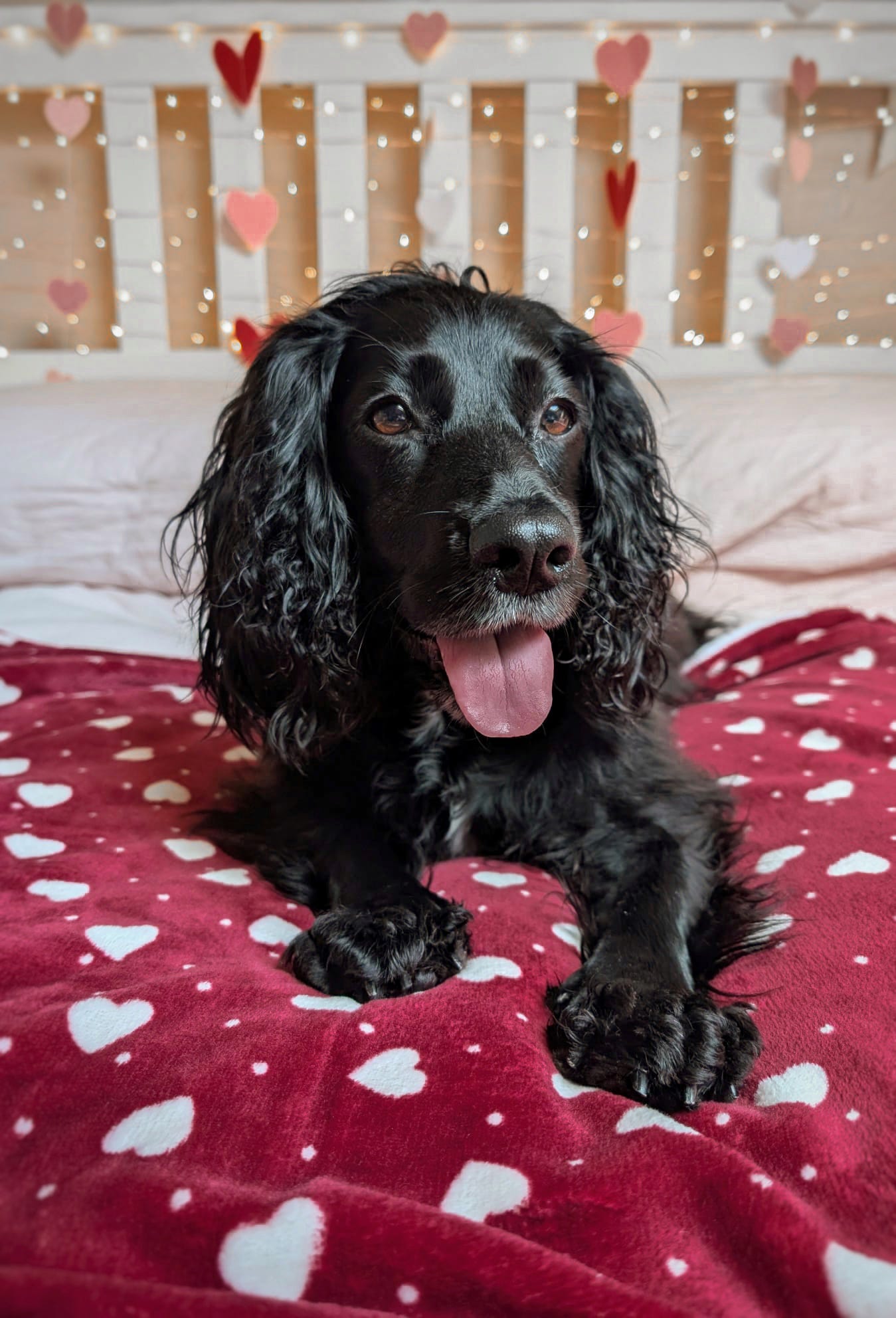 Ready To Ship | Blankie - Crimson Hearts