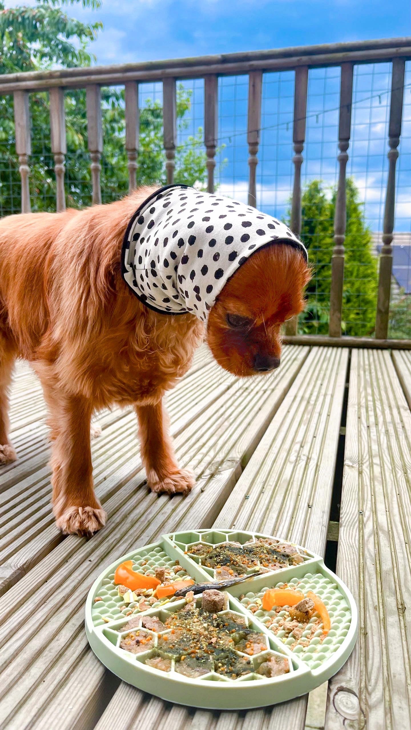 Food Snood - Mint Dots