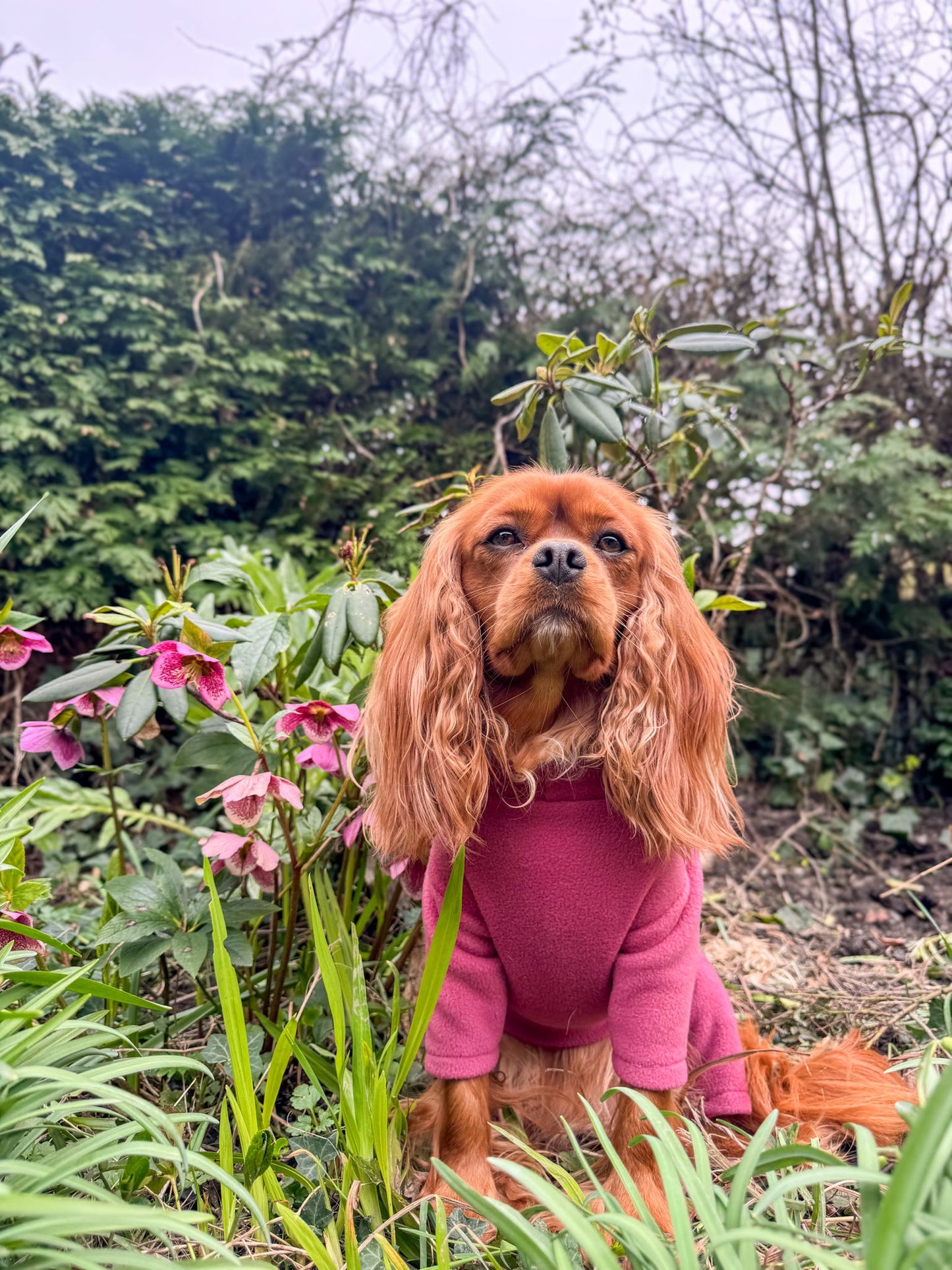 Ready To Ship | Polar Fleece | Four Legged - Mauve