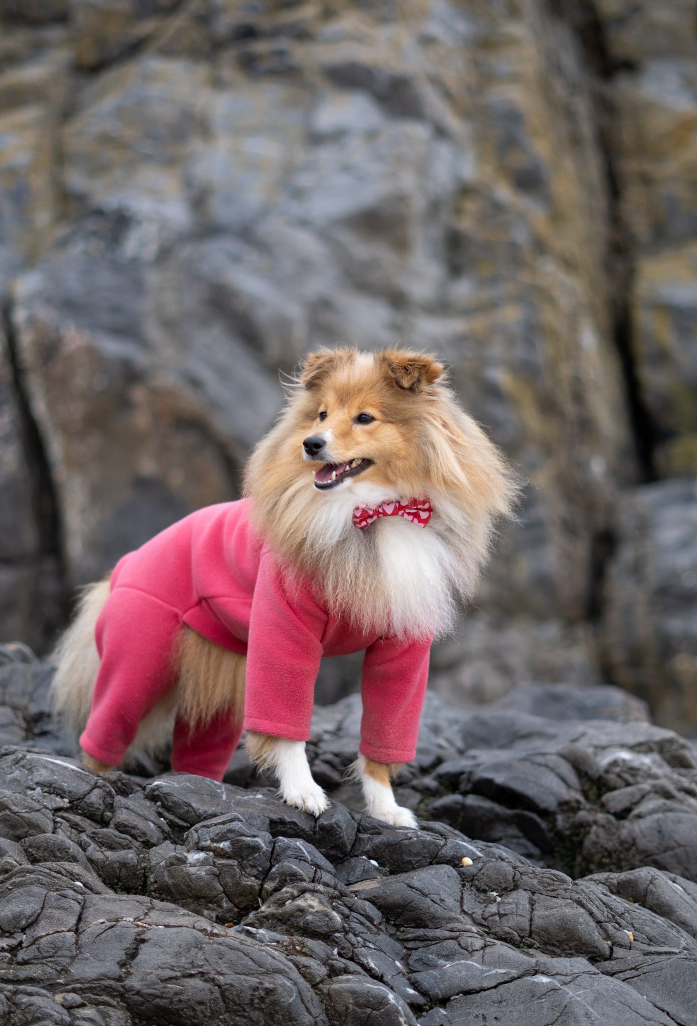 Ready To Ship | Polar Fleece | Four Legged - Coral