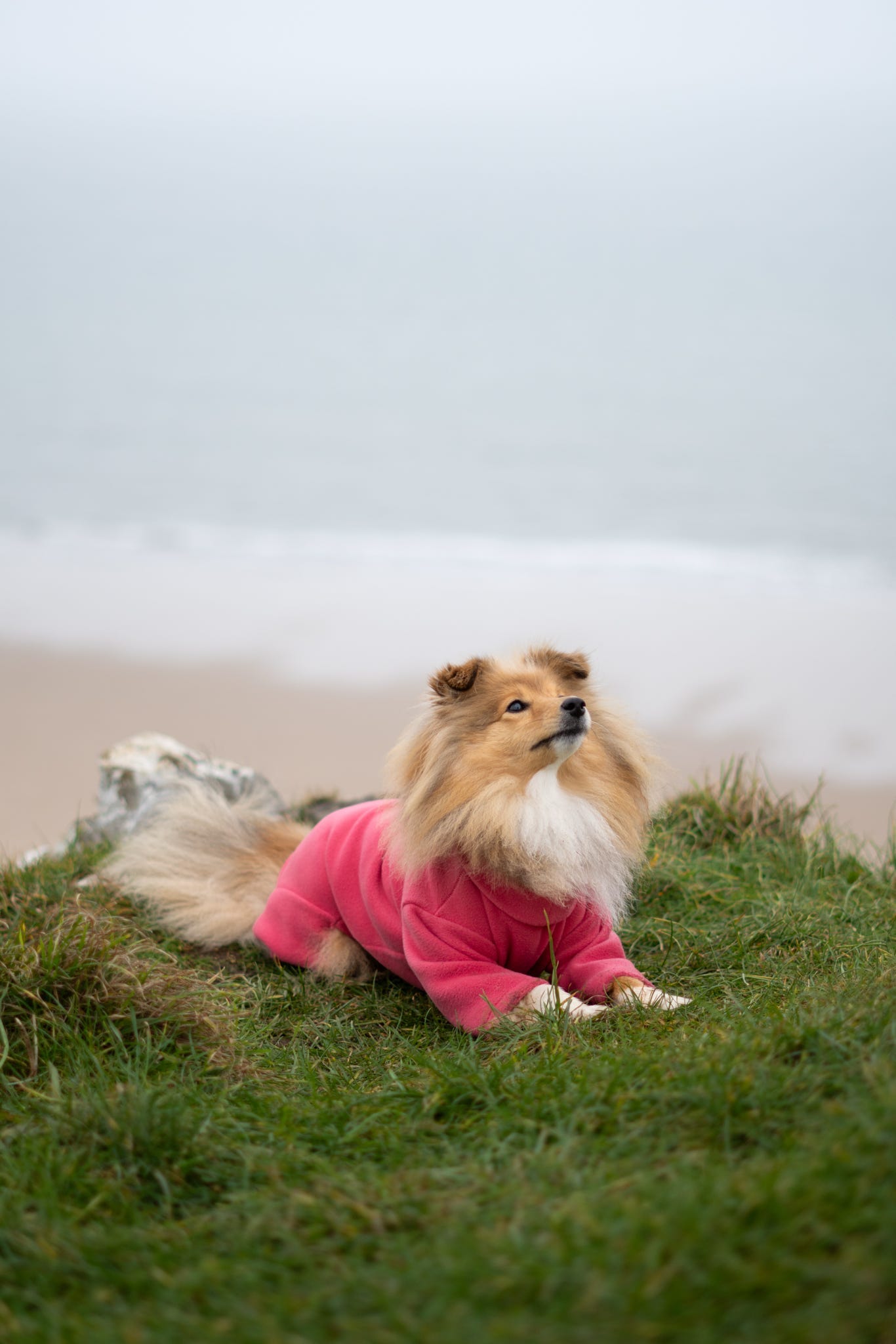 Ready To Ship | Polar Fleece | Four Legged - Coral