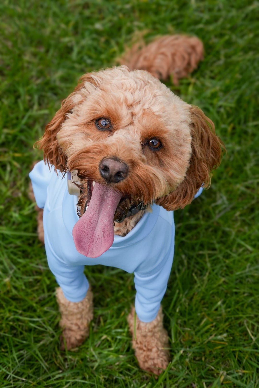 Ready To Ship | Summer Suit | Four Legged - Sky Blue