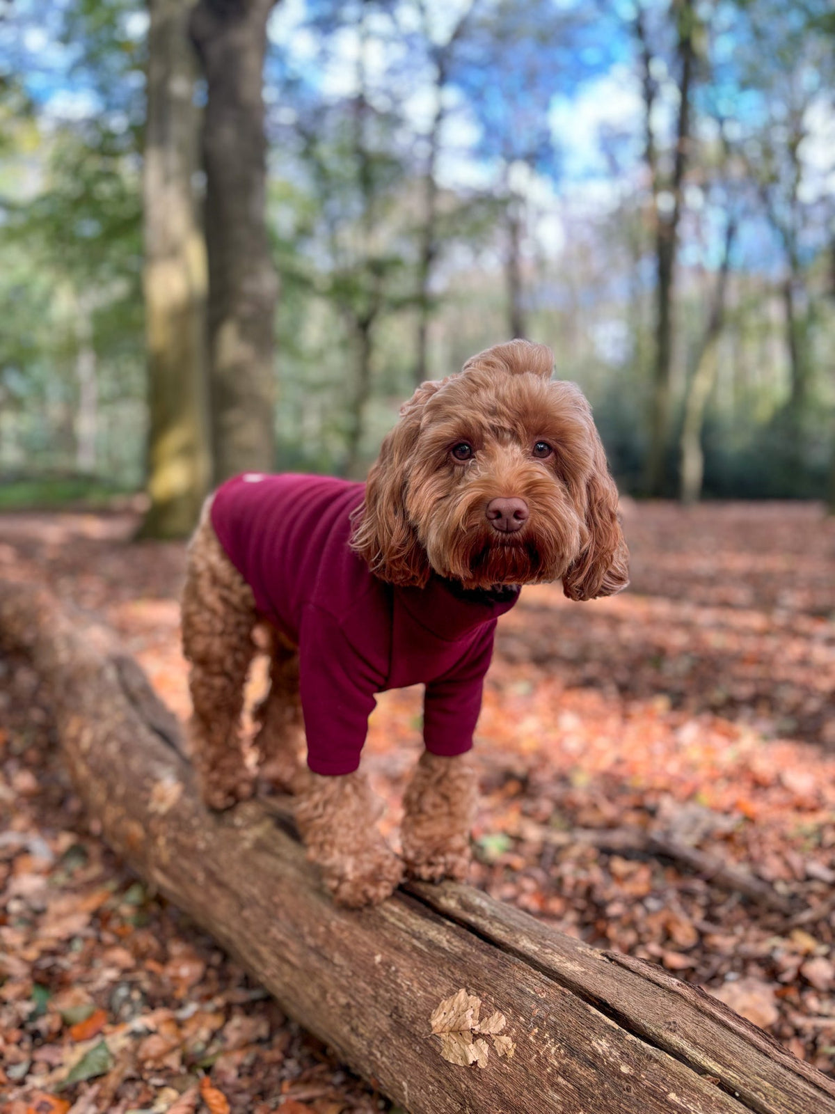 Ready To Ship | Polar Fleece | Two Legged - Wine Red