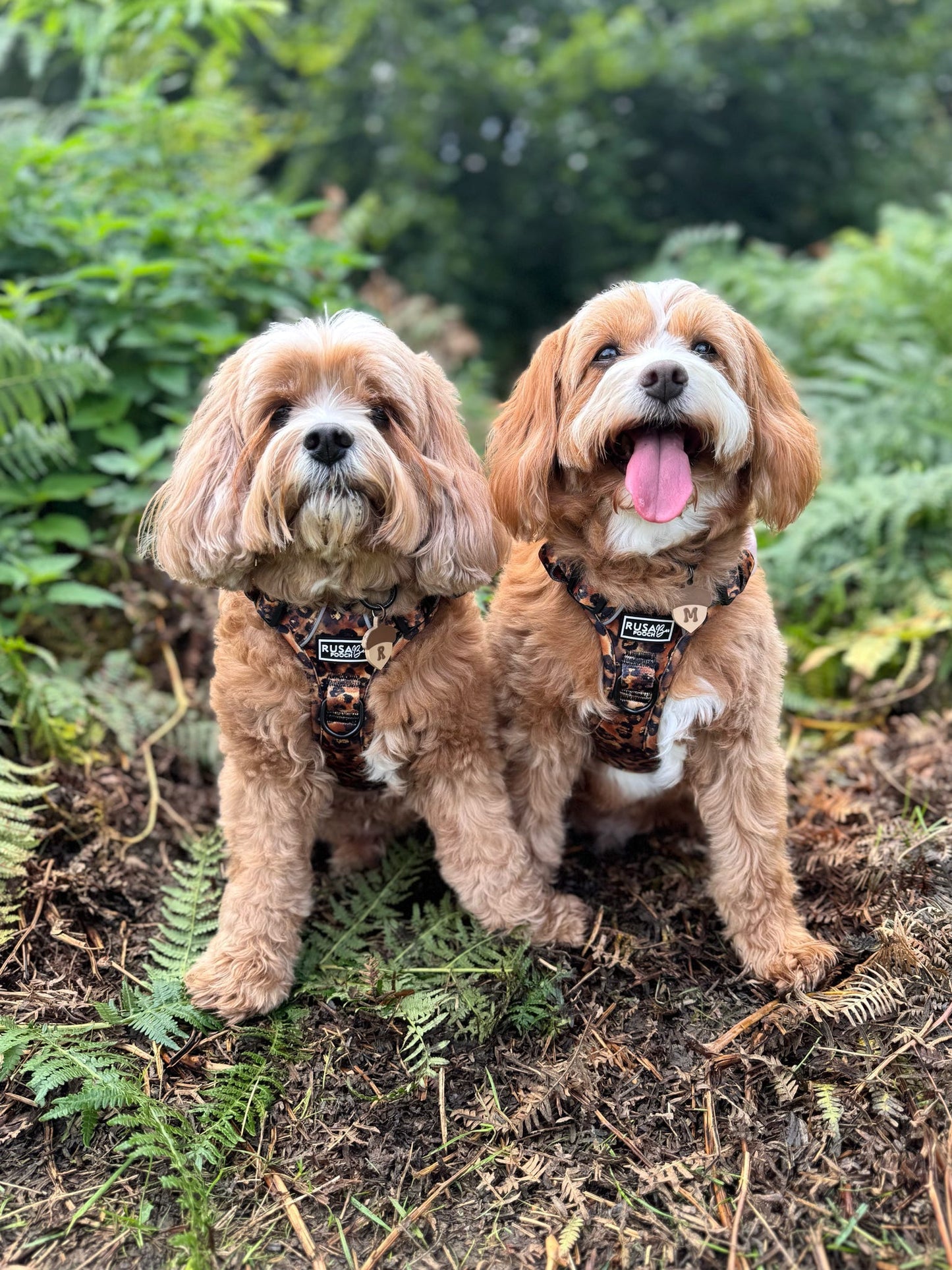 Ready To Ship | Adventure Approved Harness - Savanna