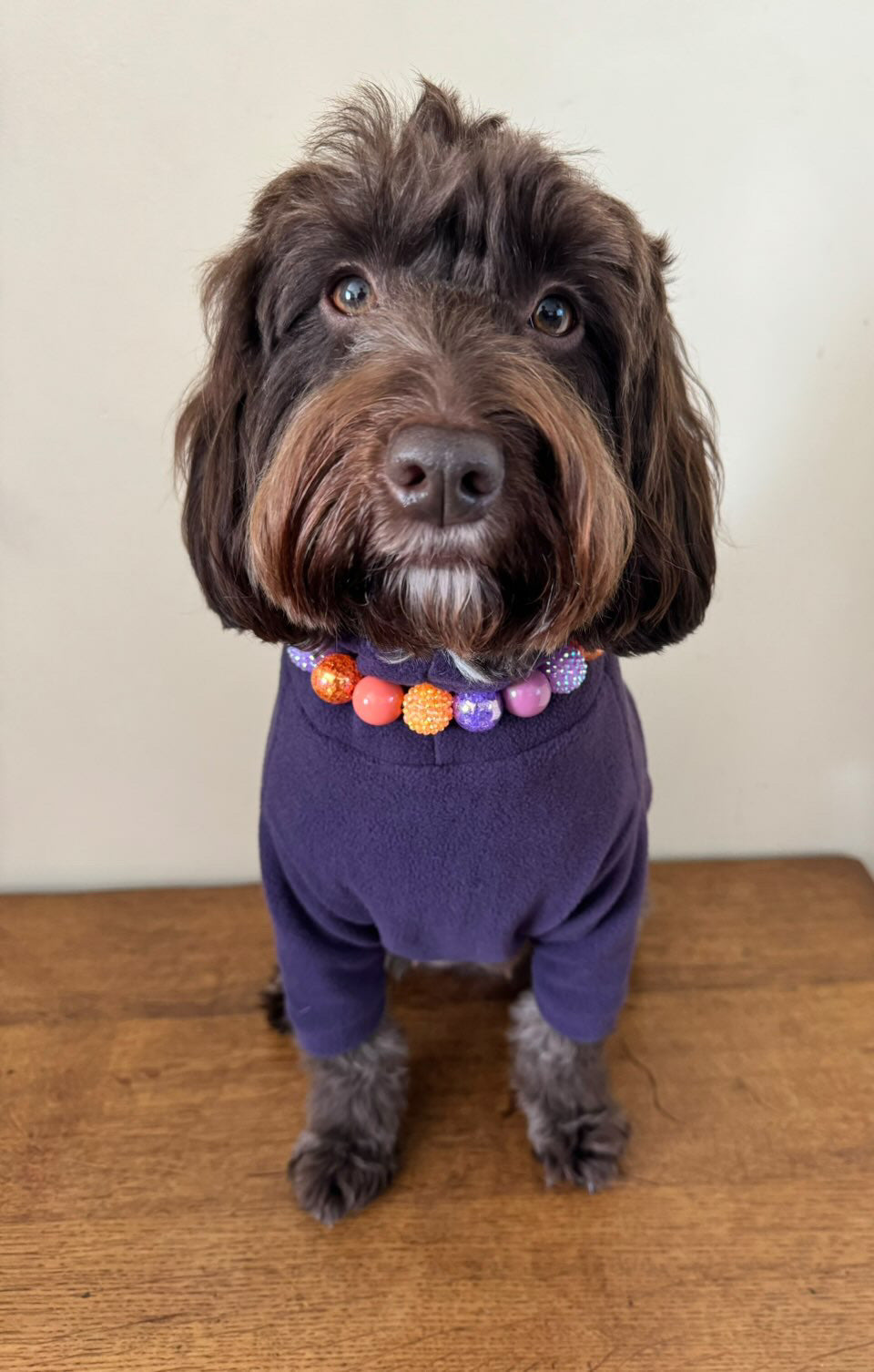 Cockapoo wearing dark purple polar fleece