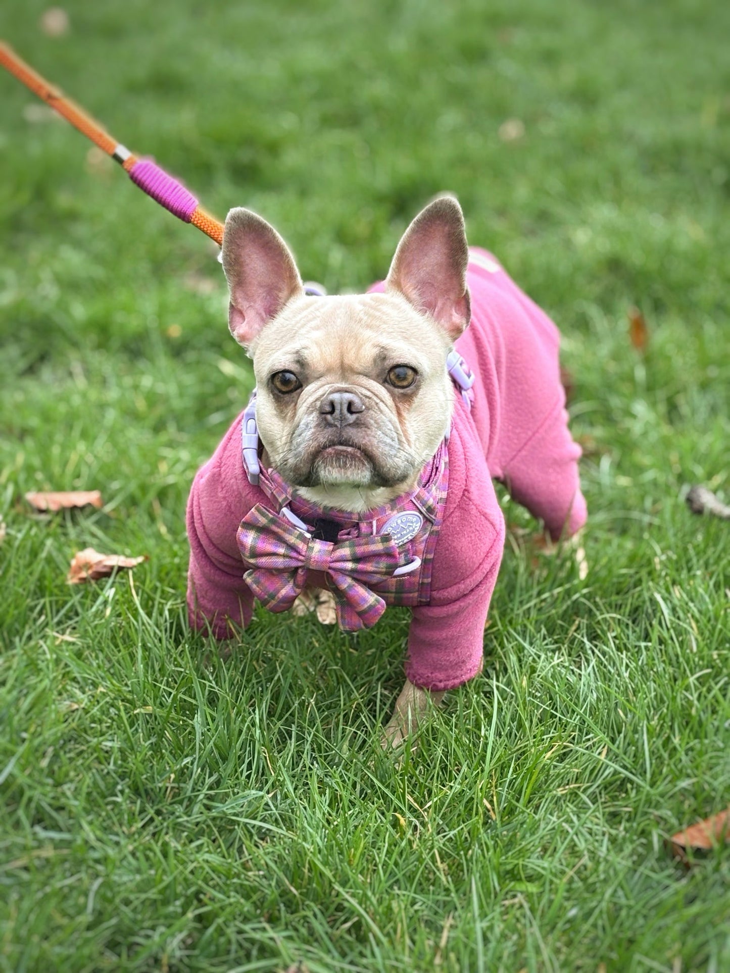 Ready To Ship | Polar Fleece | Four Legged - Mauve