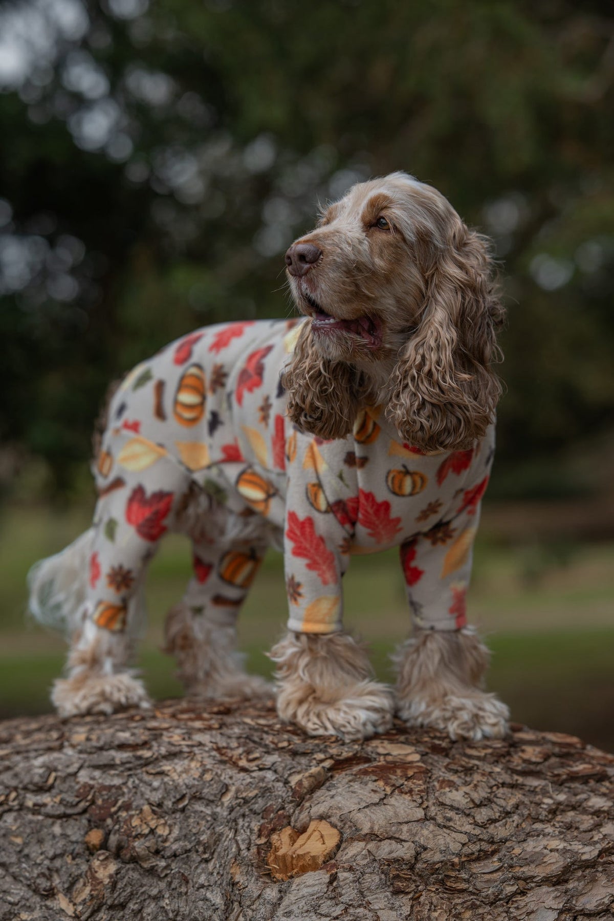 Custom Made | Polar Fleece | Four Legged - Autumn Pumpkin Print