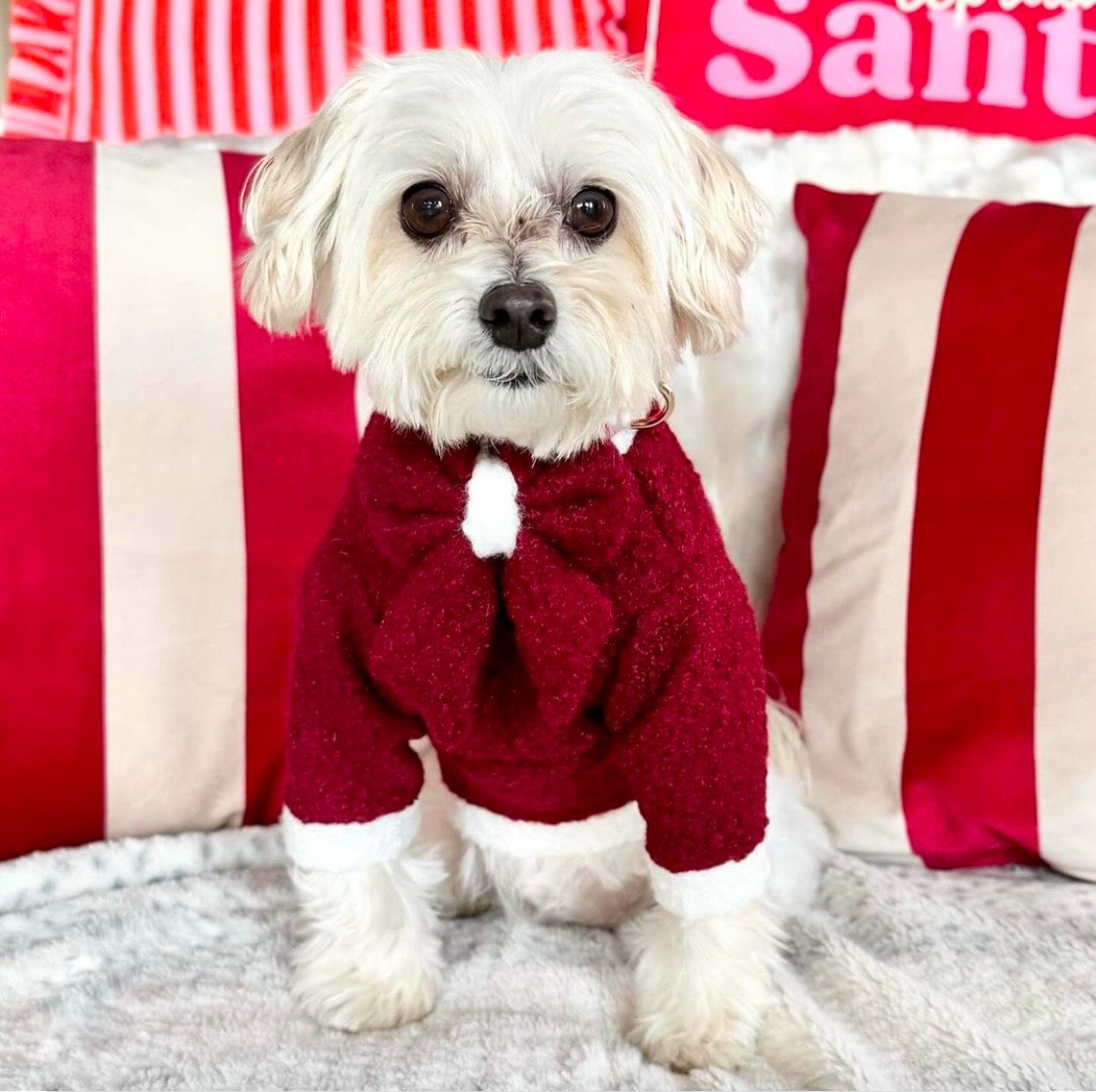 White dog wearing red and white teddy borg fleece jumper 