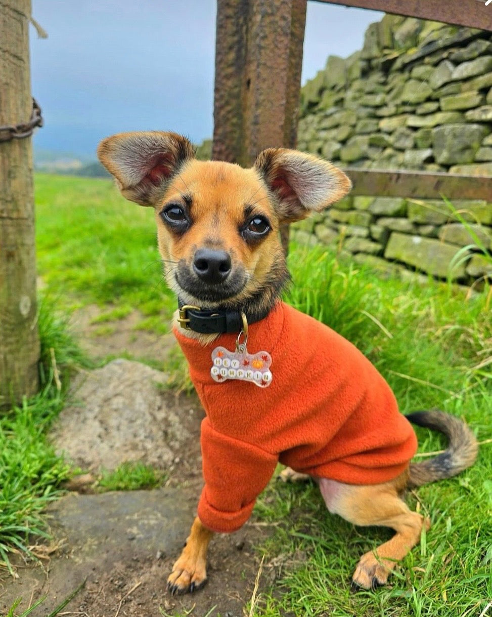 Chihuahua wearing rust fleece