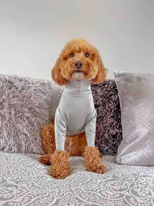 Cockapoo wearing our grey 2 legged summer protection tee