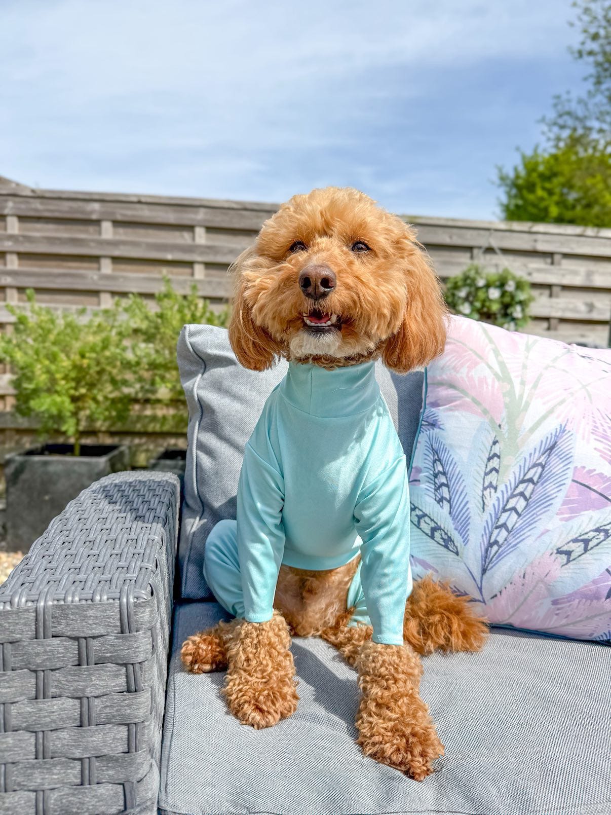 Cockapoo wearing aqua waterproof summer suit