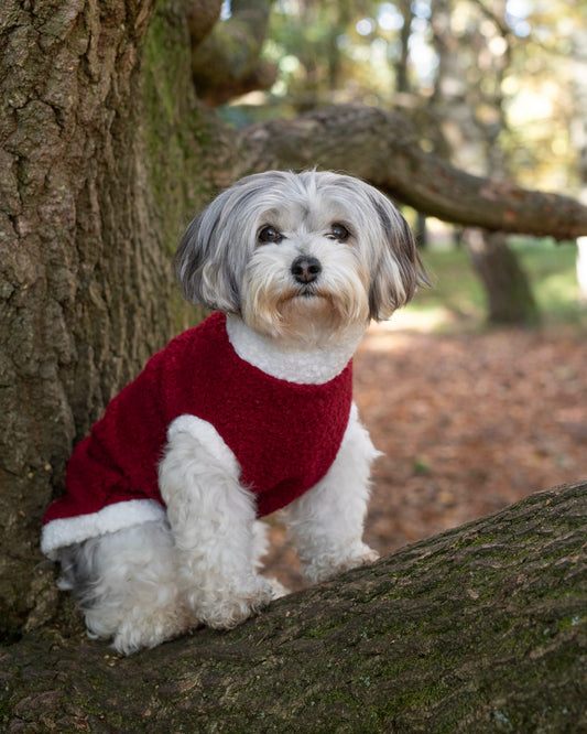 Custom Made | Teddy Borg Jumper | Tankie - Santa Paws