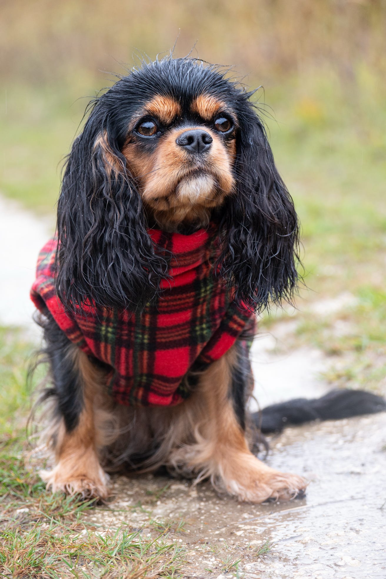 Custom Made | Polar Fleece | Tankie - Christmas Tartan
