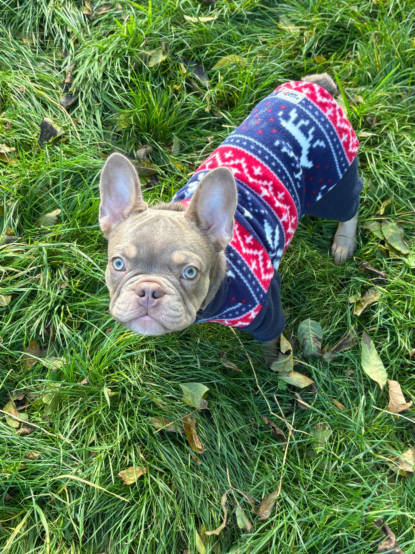 Custom Made | Polar Fleece | Four Legged - Navy Fairsdale