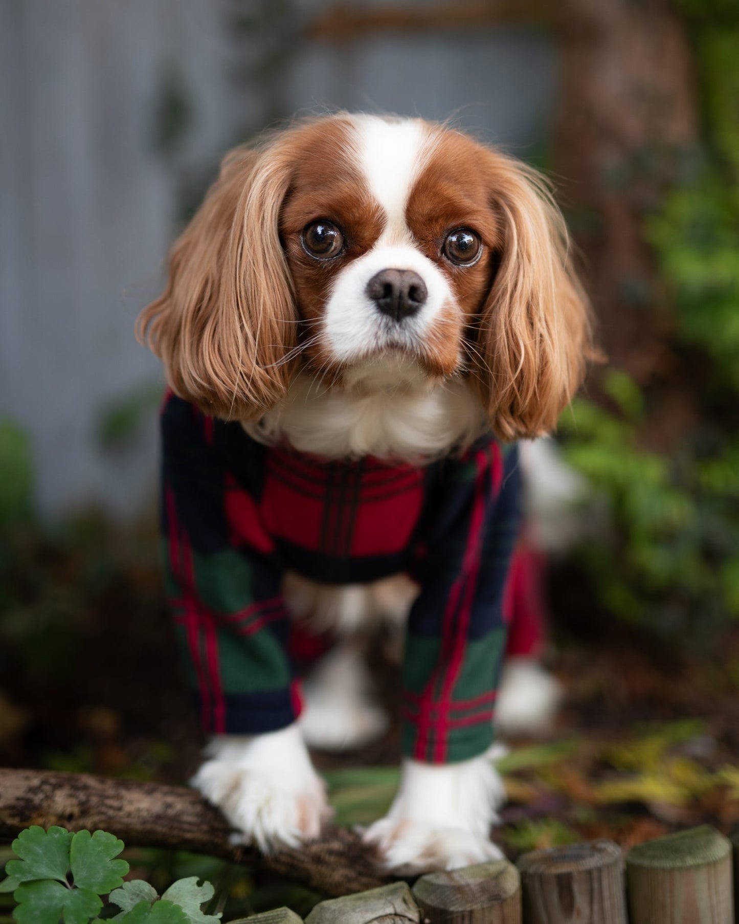 Custom Made | Polar Fleece | Four Legged - Cedar Ridge Plaid