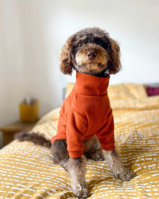 Miniature labradoodle wearing rust fleece