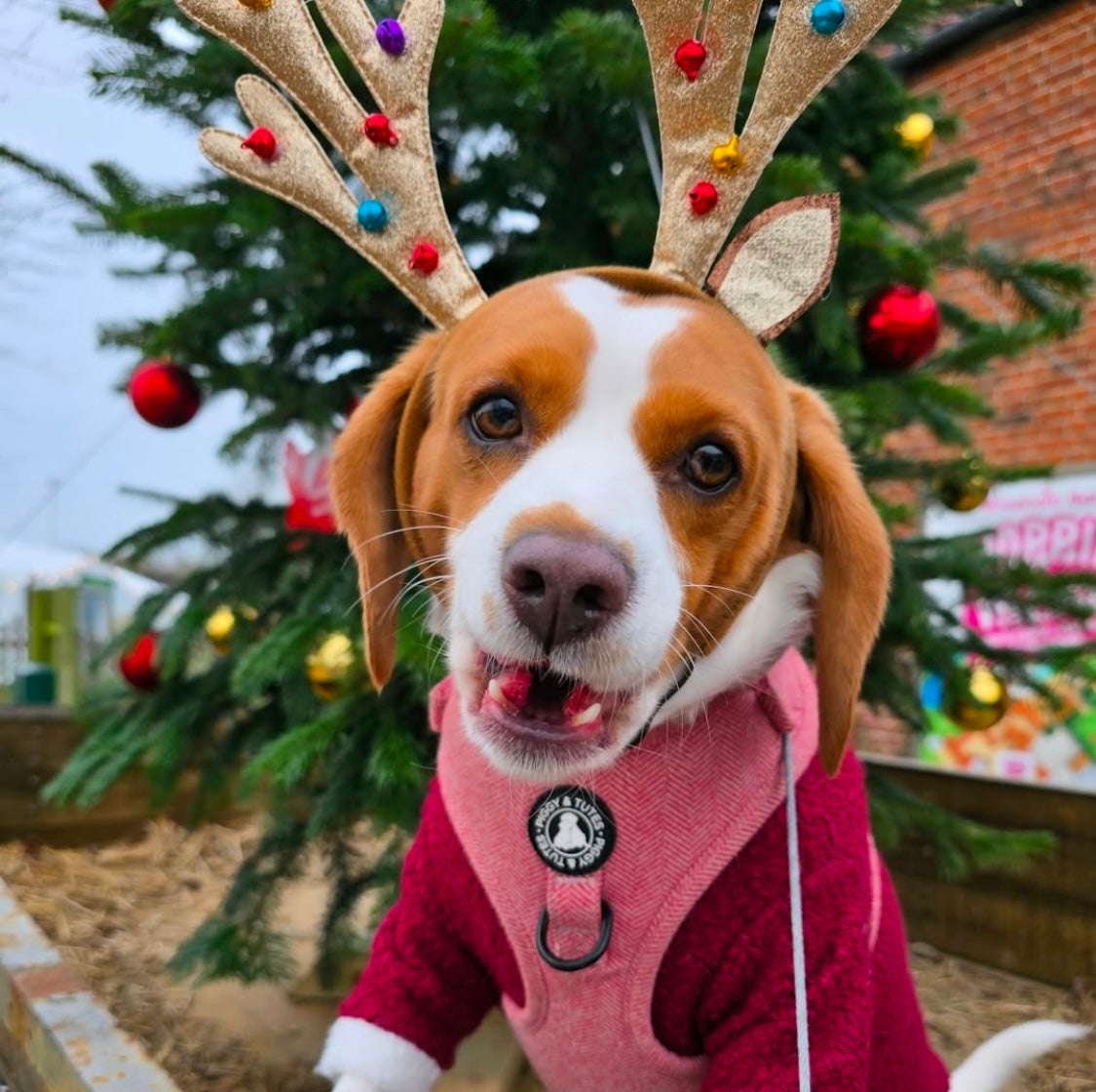 Beagle wearing santa paws xmas teddy fleece jumper 