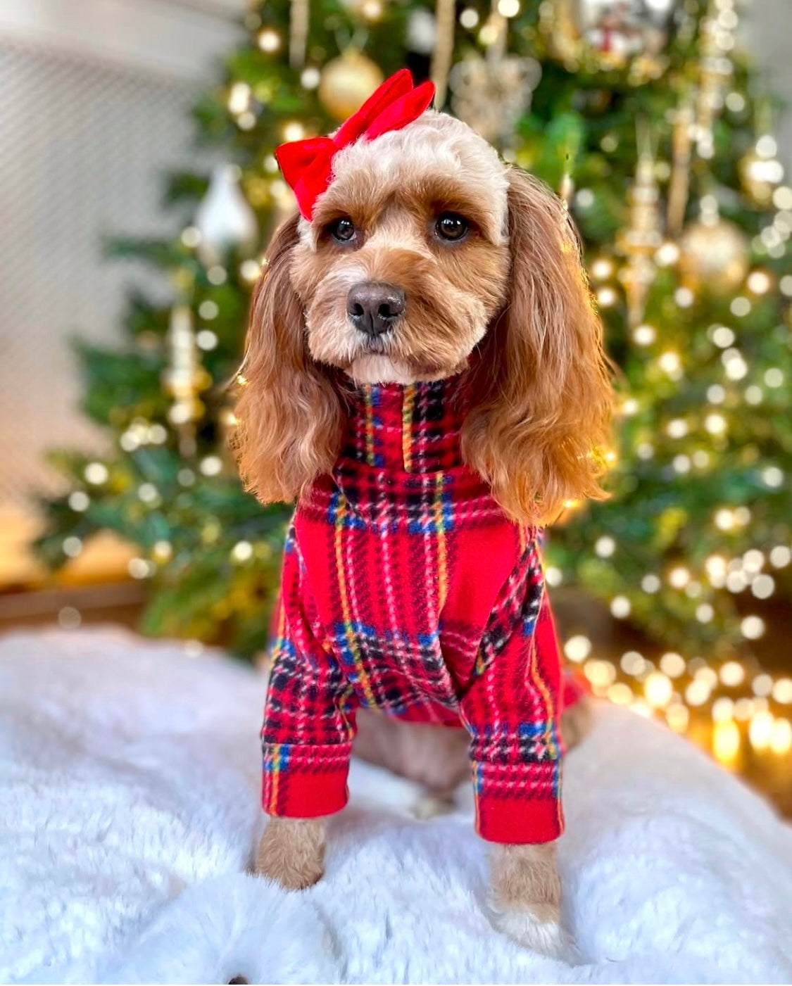 Cavapoo wearing royal stewart tartan fleece