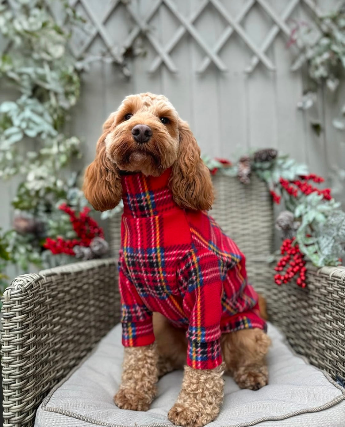 Cavapoo wearing teo legged tartan fleece