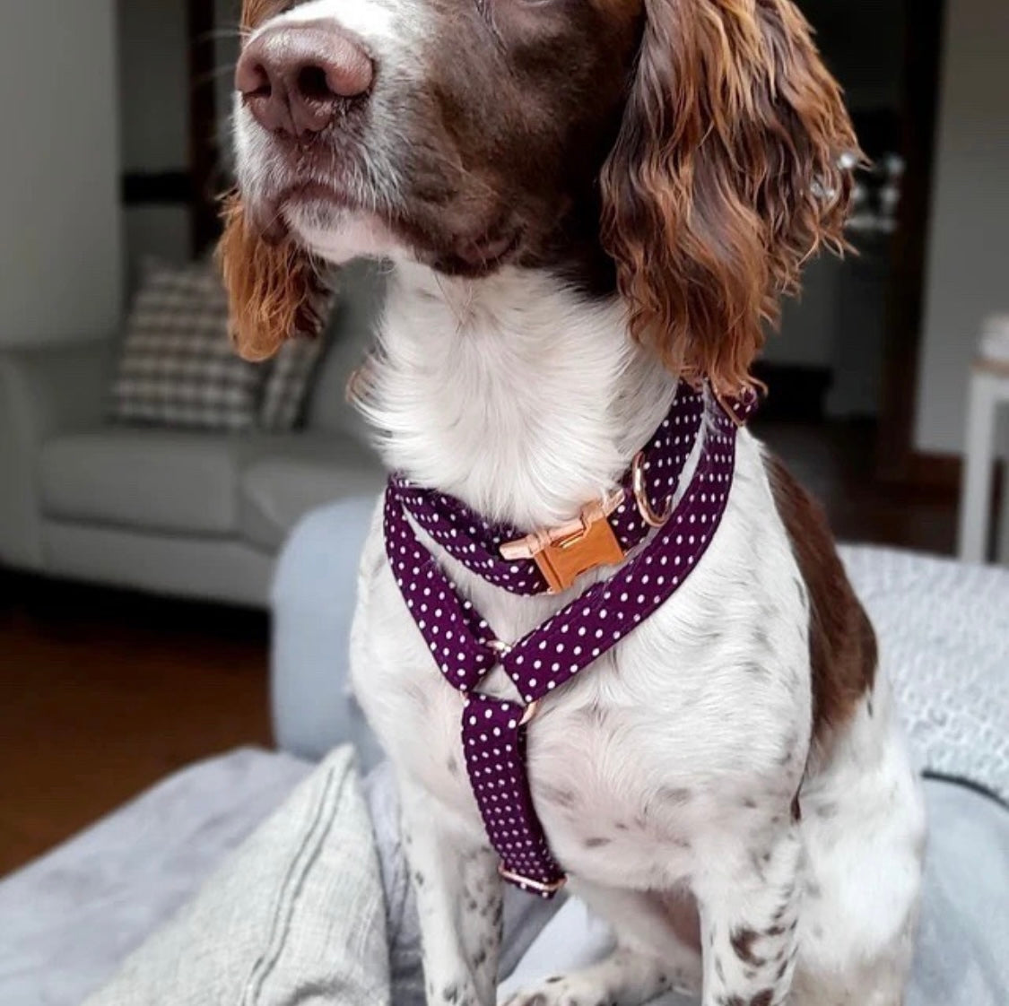 Harness | Fabric Strap - Aubergine Polka Dot