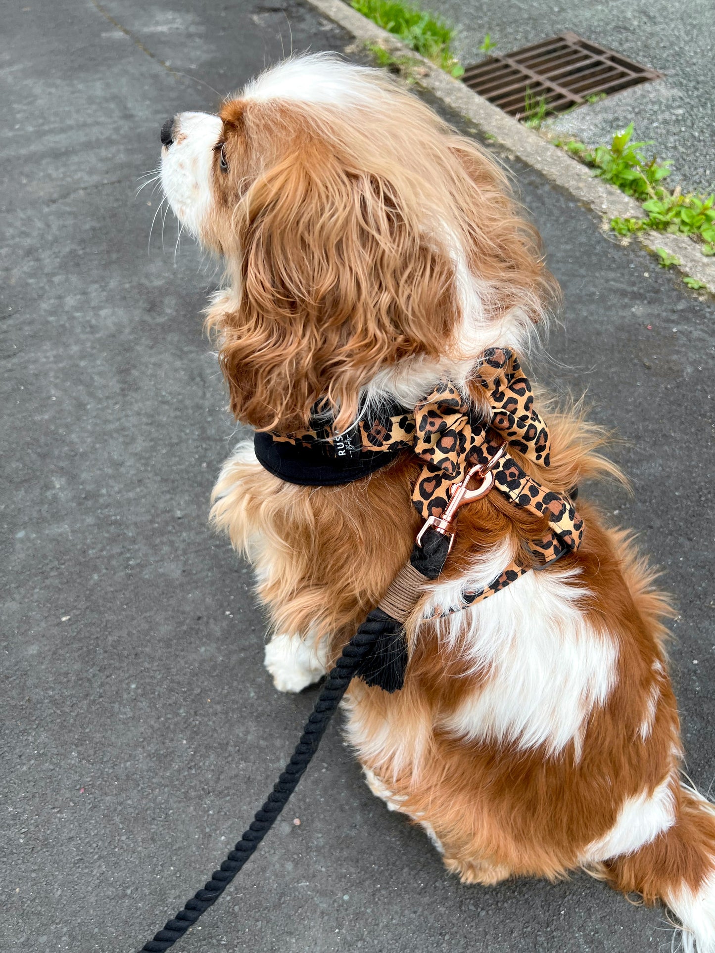 Harness | Fabric - Leopard Luxe