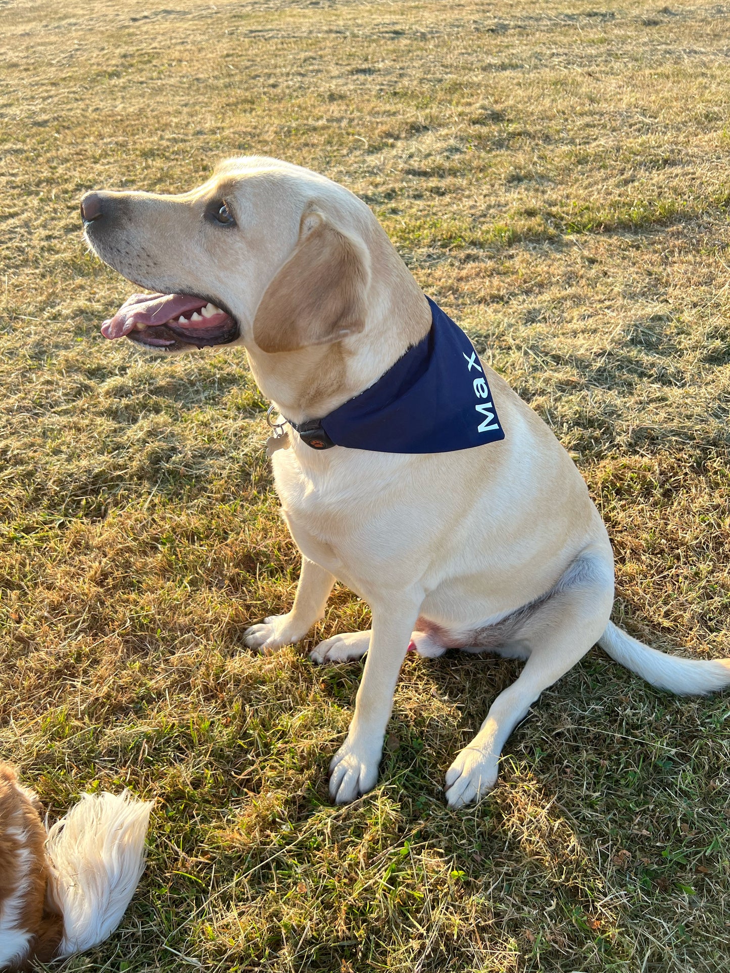 Bandana - Navy Polka Dot