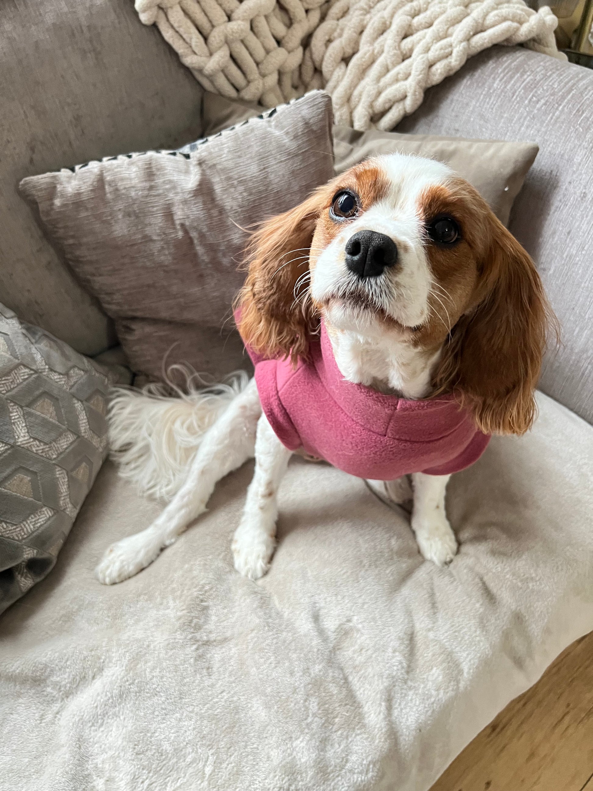 Cavalier wearing mauve pink tankie fleece